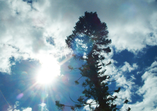 photo "Tree in the morning" tags: nature, flowers