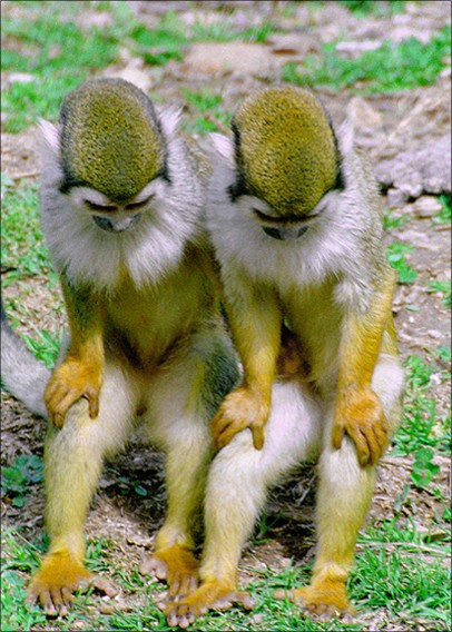 photo "Twins" tags: nature, wild animals