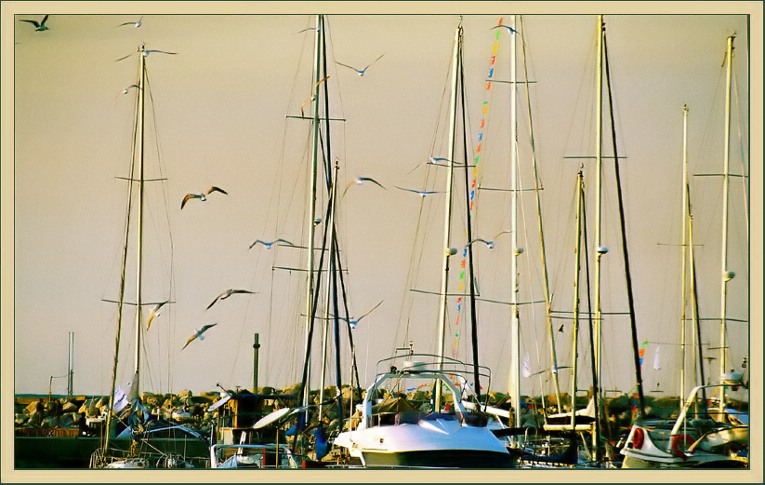 photo "Golden mast and sea gull/" tags: landscape, sunset, water