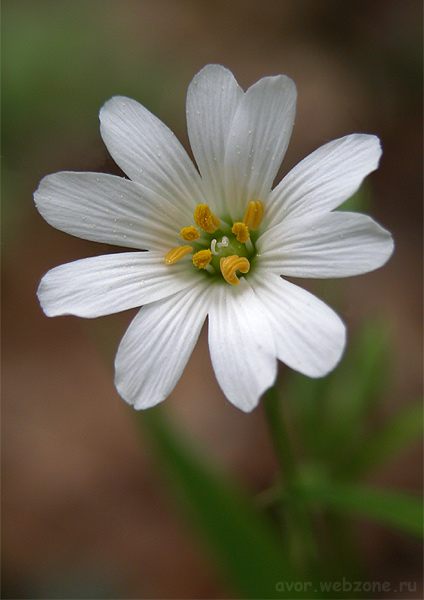 photo "***" tags: nature, macro and close-up, flowers