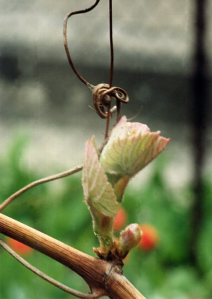 photo "Wine`s Begining" tags: macro and close-up, nature, 