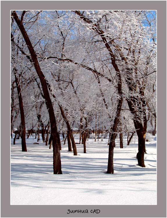 фото "зимний сад" метки: разное, пейзаж, зима