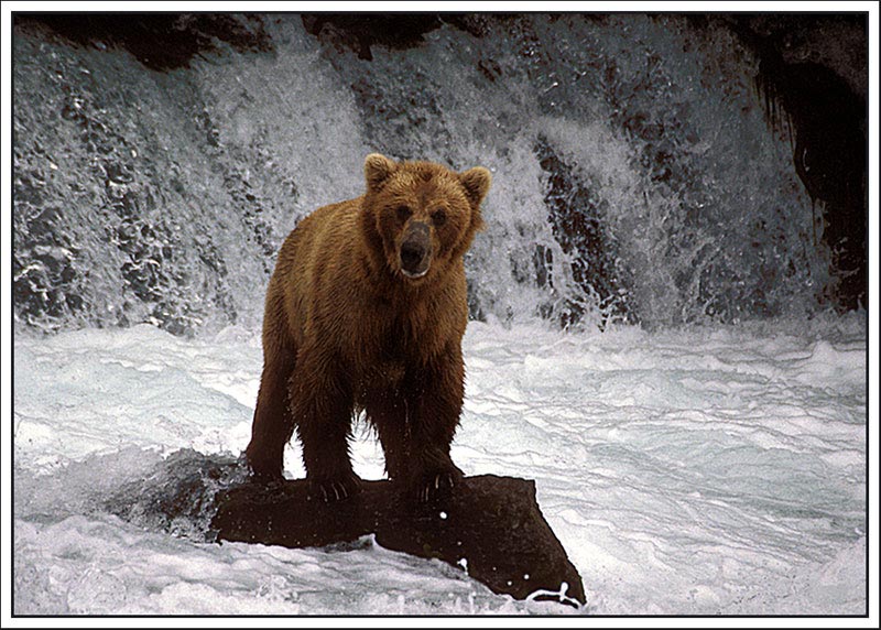photo "Bear Island" tags: nature, wild animals