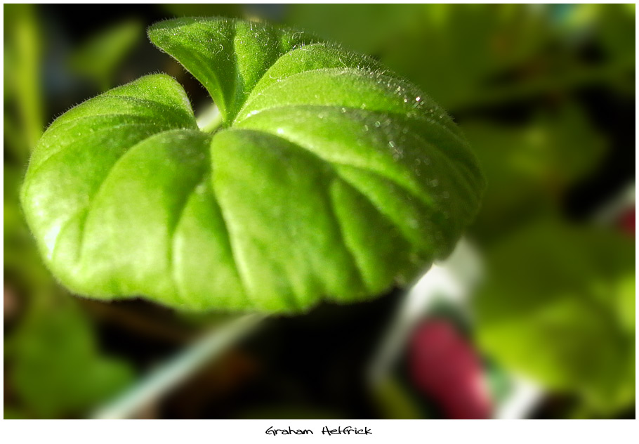 photo "Leaf" tags: macro and close-up, nature, flowers