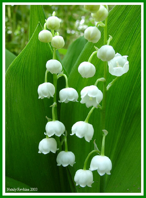 photo "A lily of the valley" tags: nature, macro and close-up, flowers
