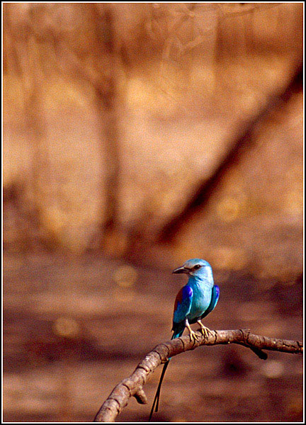 photo "Whats your name little blue bird" tags: travel, nature, Africa, wild animals