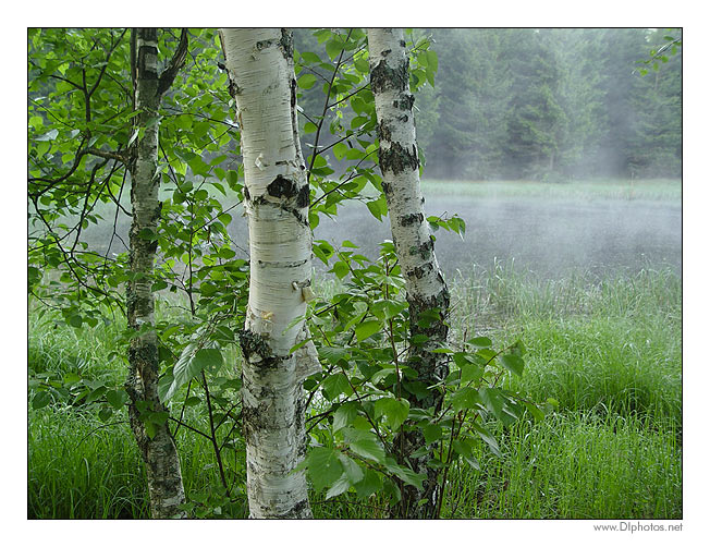 фото "На рассвете" метки: пейзаж, закат, лето