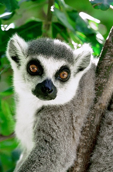 photo "Lemur" tags: nature, wild animals