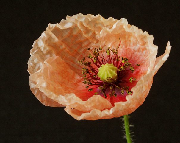 photo "Pink Poppy" tags: still life, macro and close-up, 