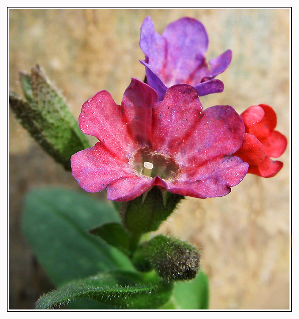 photo "Flower :) , kolokolcik" tags: nature, macro and close-up, flowers