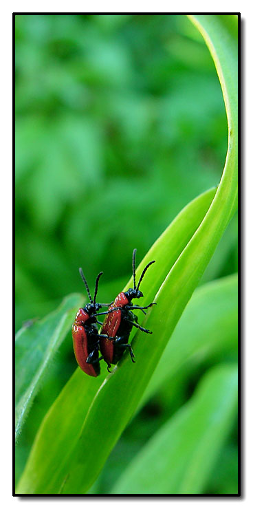 photo "Beatle sex" tags: nature, macro and close-up, insect