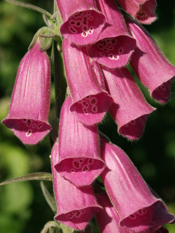 photo "the little bells" tags: nature, flowers