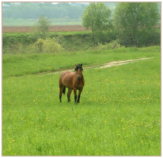 фото "Здрасьте, я лошадь!" метки: природа, домашние животные