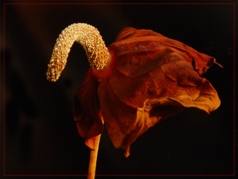 photo "Old age" tags: nature, flowers