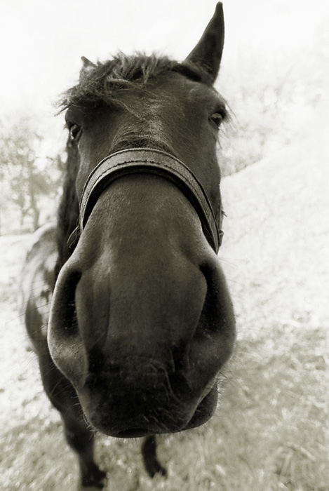 фото "Horse" метки: природа, дикие животные