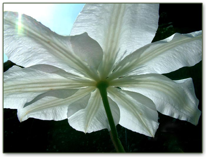 photo "Clematis" tags: macro and close-up, 