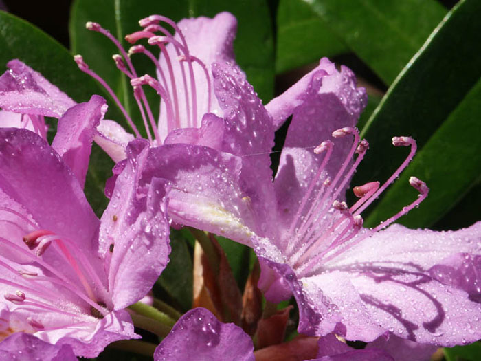 photo "violet tonalities" tags: nature, flowers