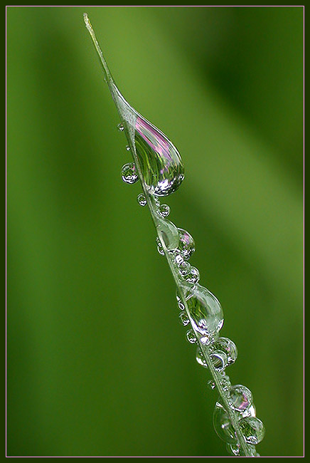 фото "Ater rain..." метки: природа, макро и крупный план, цветы