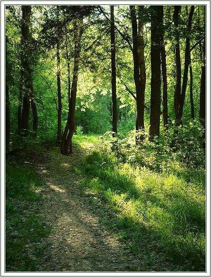 photo "Walks." tags: landscape, forest, summer