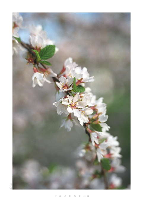 photo "Decorative card" tags: nature, landscape, flowers, spring