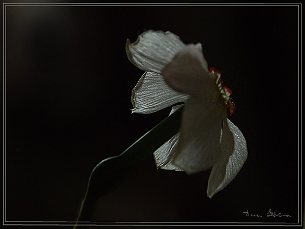 photo "Loneliness..." tags: still life, nature, flowers