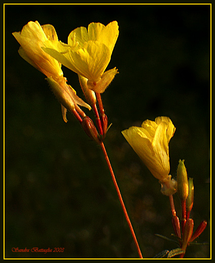 photo "Yellow Fellows" tags: macro and close-up, nature, flowers