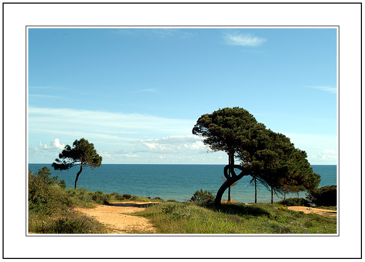 фото "Pine trees at seaside." метки: природа, цветы