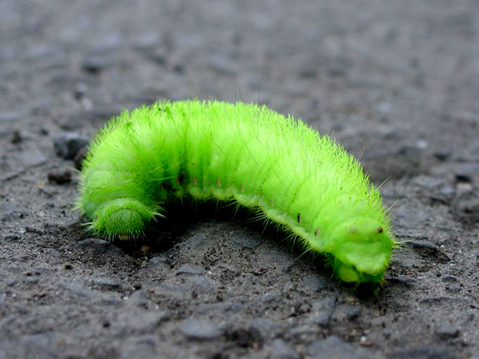 фото "Young green butterfly" метки: природа, насекомое