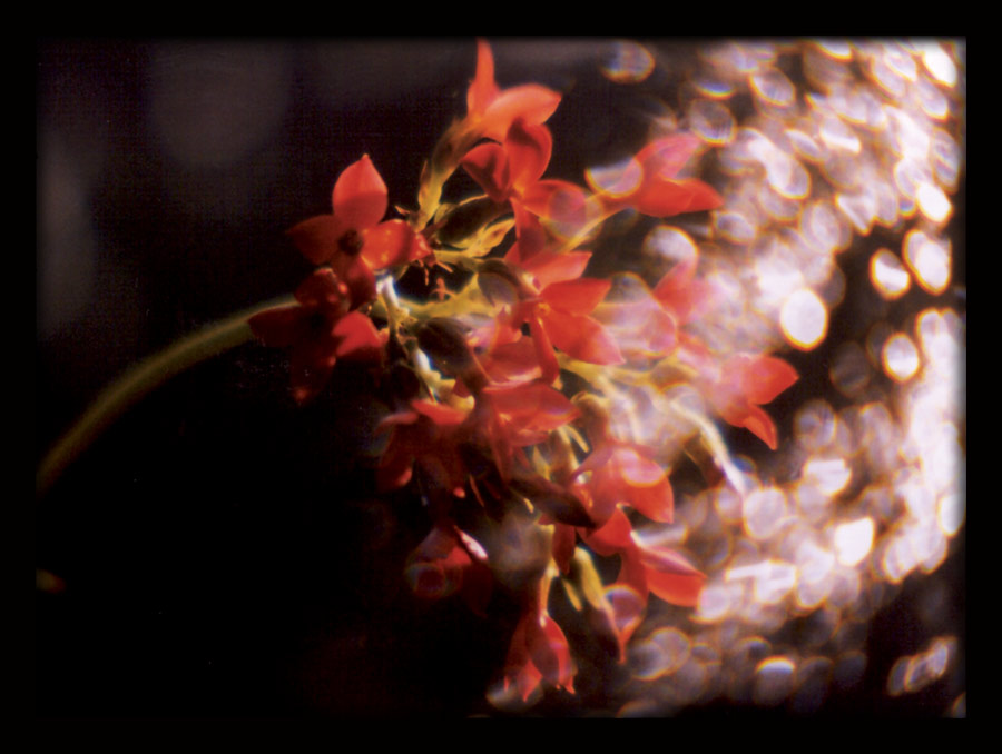 photo "Fireworks to city of St.Petersburg! Again.." tags: macro and close-up, nature, flowers