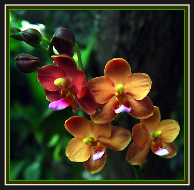 фото "Apricot Cheers" метки: разное, 