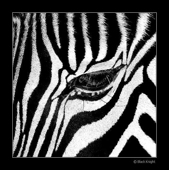photo "Zebra" tags: nature, abstract, wild animals