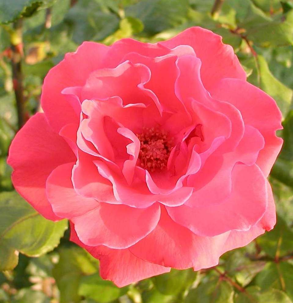 photo "rosa" tags: nature, flowers