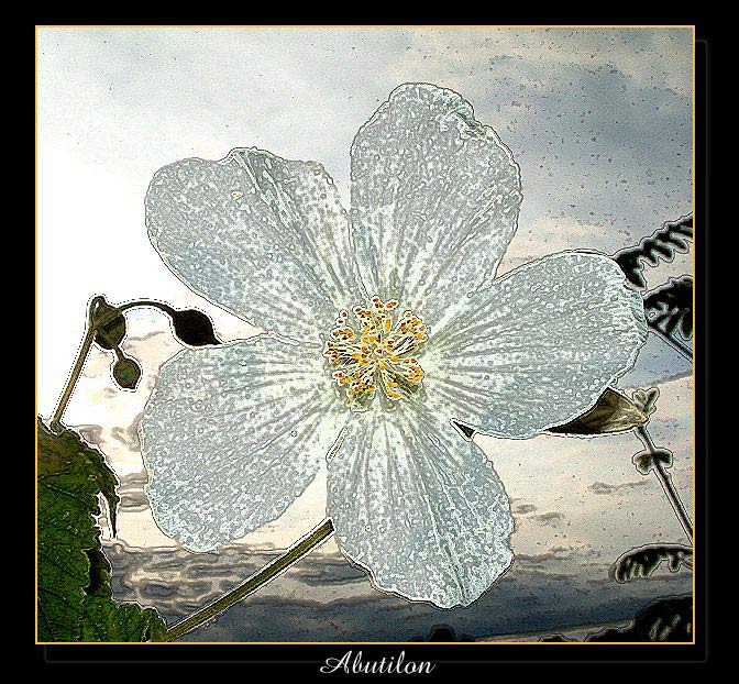 photo "A Jewelled Brooch" tags: montage, 
