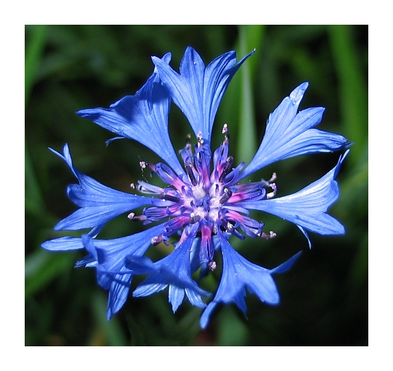 photo "Blue Beauty" tags: macro and close-up, 