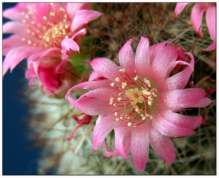 photo "Blossom of the cactus" tags: nature, macro and close-up, flowers