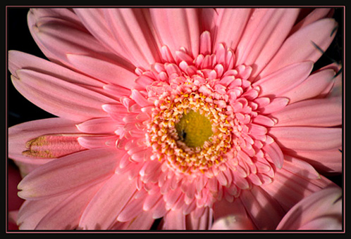 photo "gerbera" tags: nature, flowers