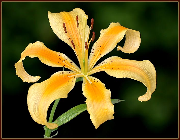 photo "Blooming Lily" tags: macro and close-up, nature, flowers