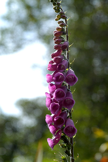 photo "My flower against the Light" tags: nature, flowers