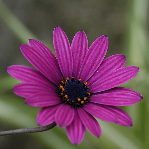 фото "Purple Flower" метки: природа, цветы