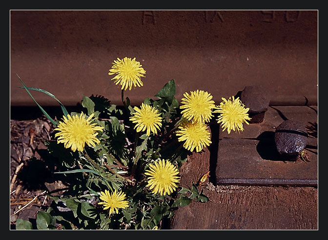 photo "Dandelions" tags: nature, flowers