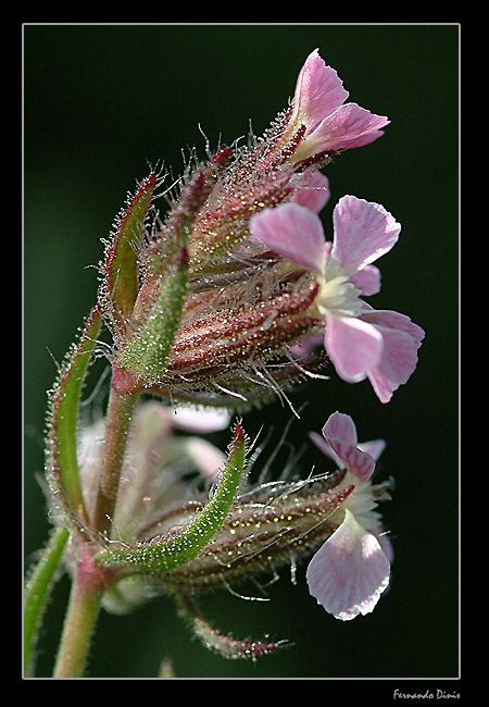 photo "A small jewel" tags: nature, flowers