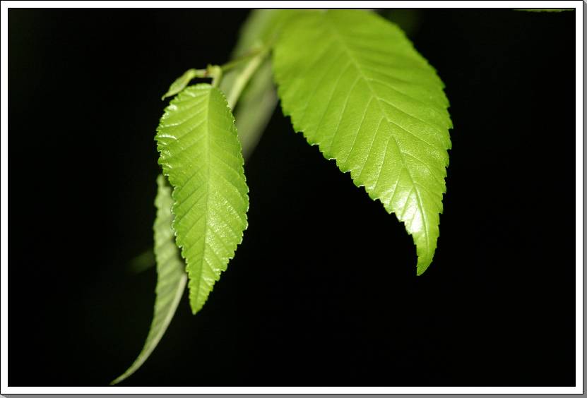 фото "Leaves in the Darkness" метки: макро и крупный план, 