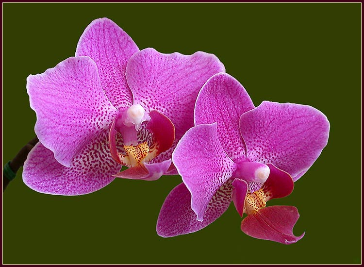 photo "Orchids" tags: nature, flowers