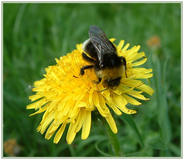 photo "Shaggy bumblebee..." tags: macro and close-up, 