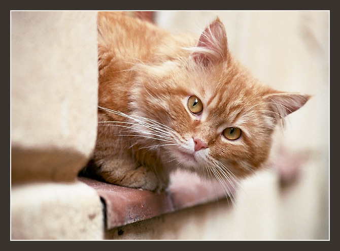 photo "Red" tags: nature, portrait, pets/farm animals