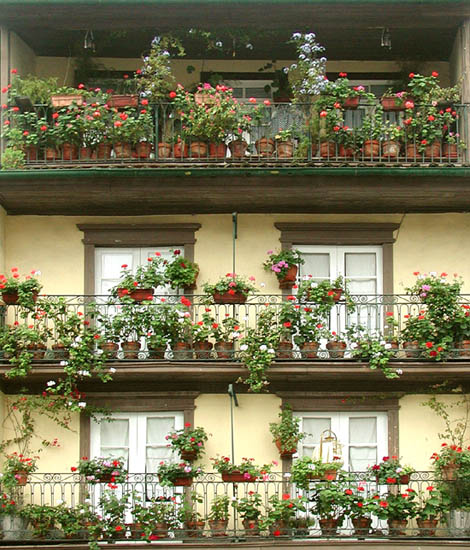 фото "Flowers" метки: архитектура, пейзаж, 