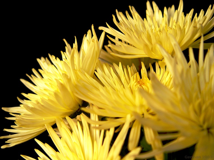 photo "Yellow chrysanthemum" tags: nature, macro and close-up, flowers