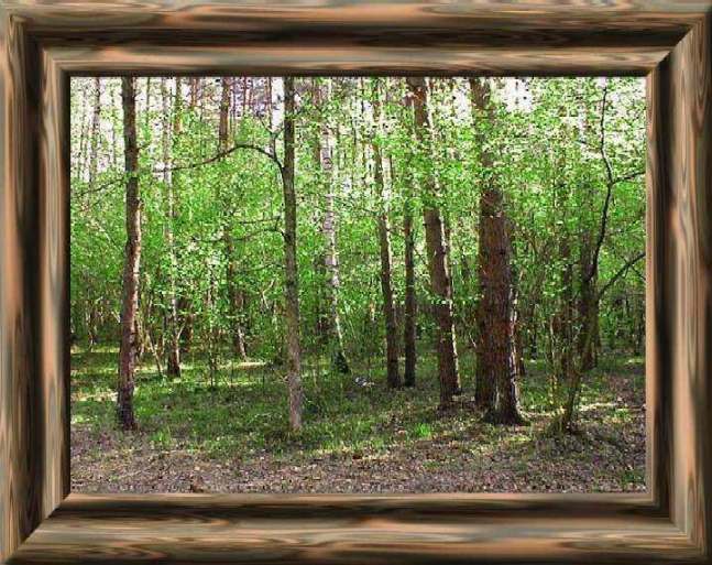 photo "Forest." tags: misc., 