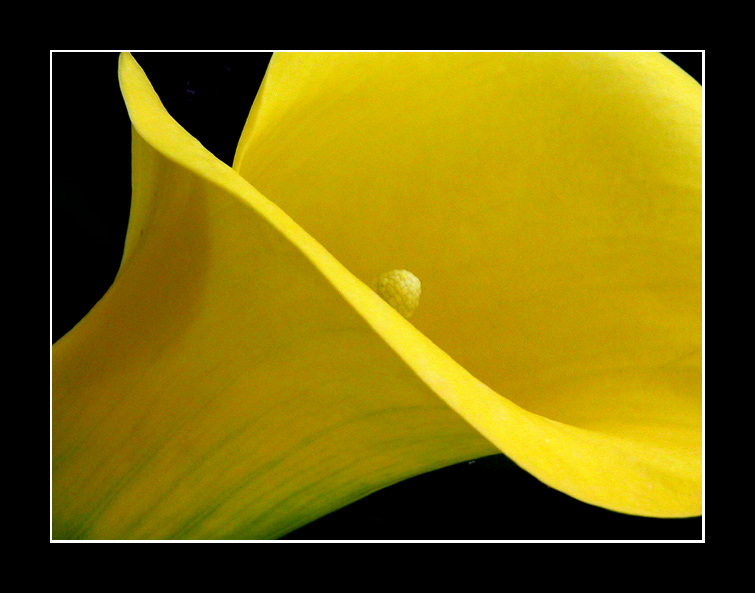 photo "Curves" tags: macro and close-up, nature, flowers