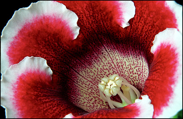photo "Gloxinia`s" tags: macro and close-up, nature, flowers